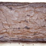 baked chocolate brownie