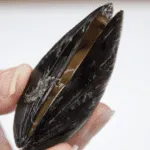 Mussels with white wine, garlic, parsley and cream. A classic moules mariniere recipe. This such a tasty seafood dish and so simple to make. If you ignore the cream it's even healthy ????!! | https://theyumyumclub.com