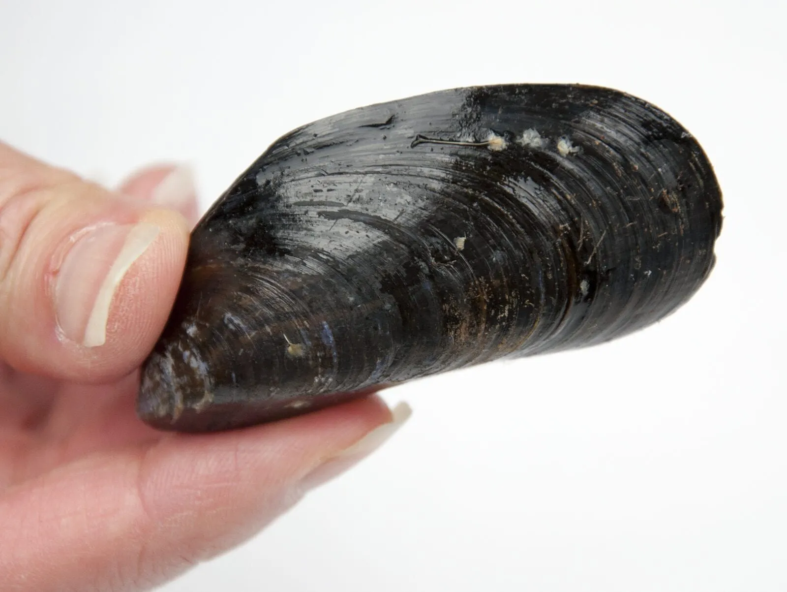 How to prepare a mussel. Make wonderful seafood recipes safely. Clean, debeard and sift out your dead mussels before cooking. | https://theyumyumclub.com
