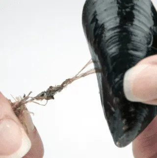 How to prepare a mussel. Make wonderful seafood recipes safely. Clean, debeard and sift out your dead mussels before cooking. | https://theyumyumclub.com