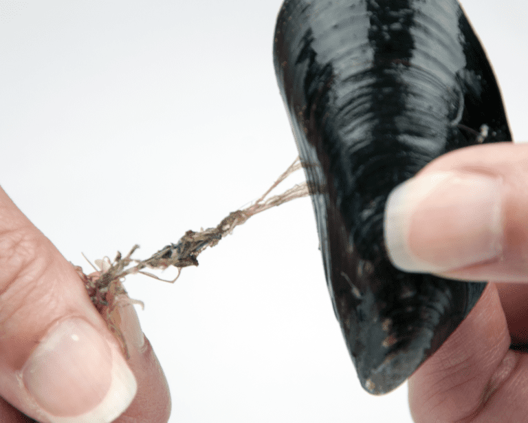 How to clean and debeard mussels in 3 easy steps