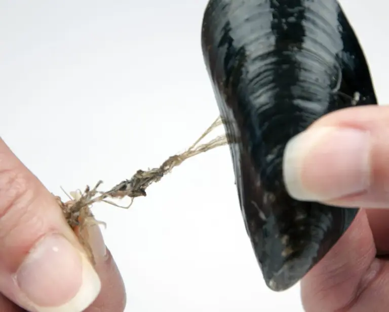 How to prepare a mussel. Make wonderful seafood recipes safely. Clean, debeard and sift out your dead mussels before cooking. | https://theyumyumclub.com