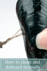 How to prepare a mussel. Make wonderful seafood recipes safely. Clean, debeard and sift out your dead mussels before cooking. | https://theyumyumclub.com