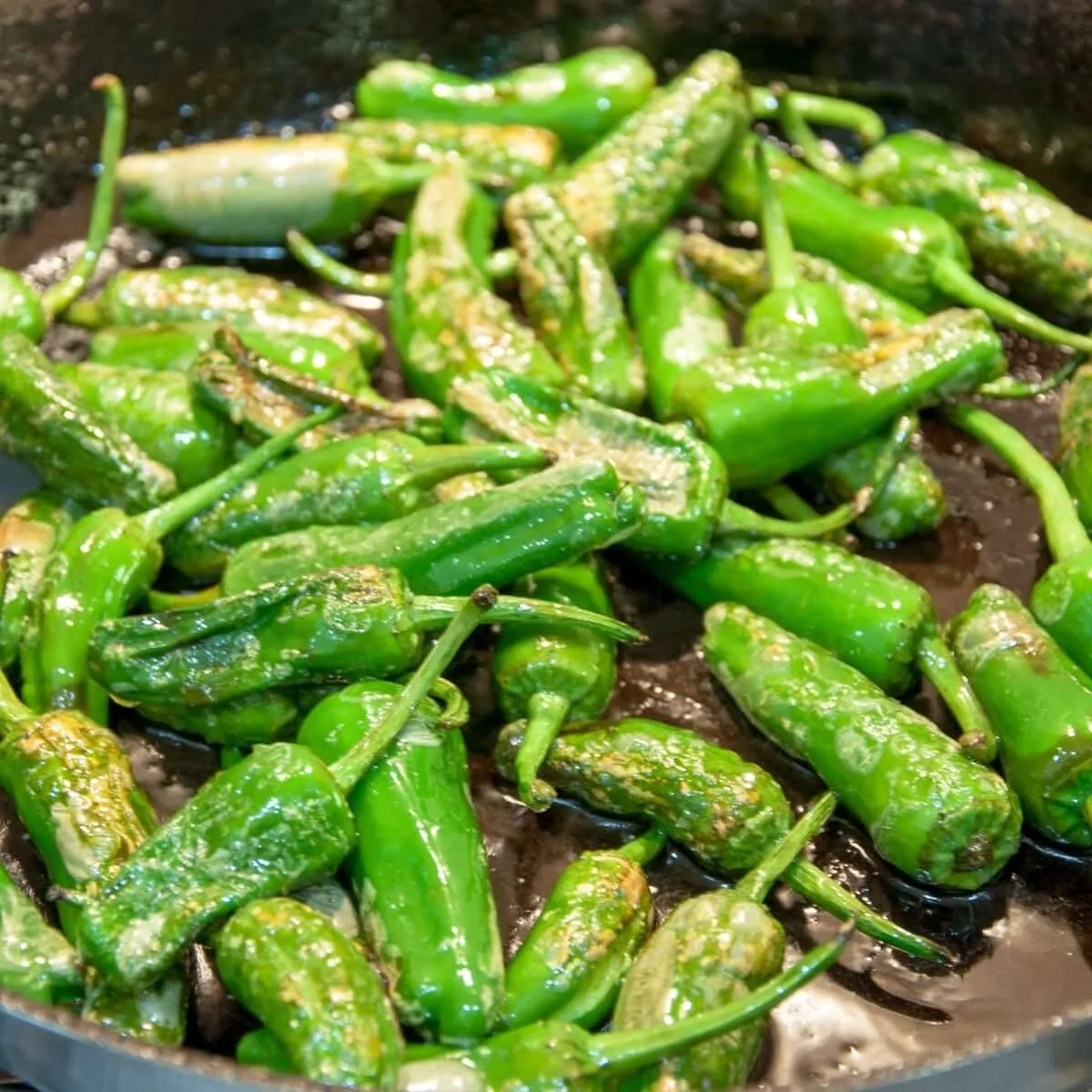 How to cook Pimiento Padron Peppers. The best and only Padron Pepper recipe you will need. 3 ingredients only and 5 minutes of cooking. So simple & so Yum! I just love this vegetarian and vegan recipe!! | https://theyumyumclub.com