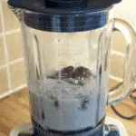 Strawberry and chia seed smoothie. Nutritious, healthy, low-calorie and cholesterol free. This vegan friendly smoothie has it all. A great start to the day!! | theyumyumclub.com