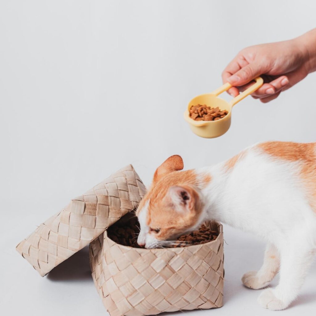 Guide to Choosing the Best Fiber Cat Food