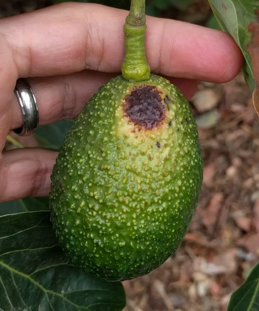 bad avocado