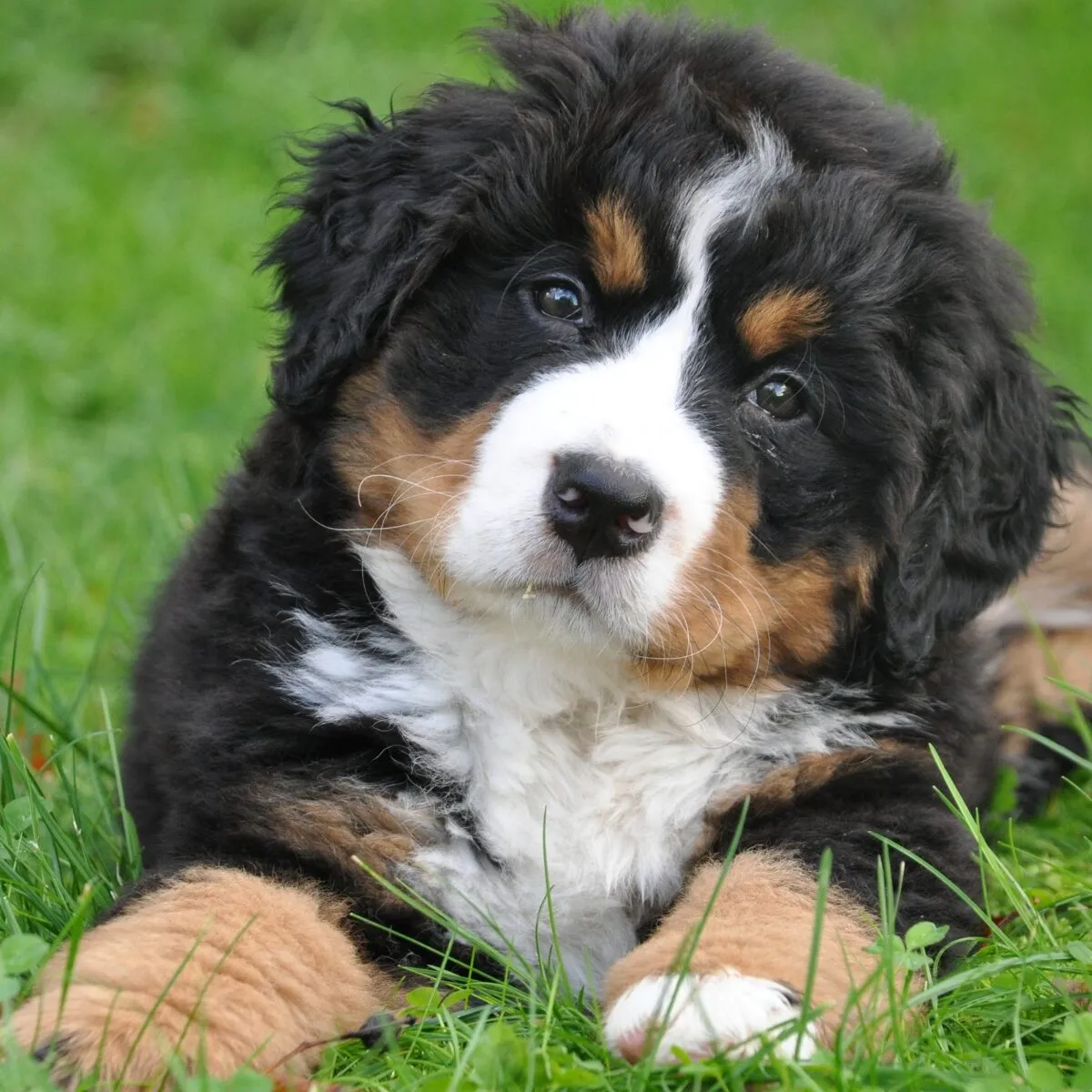 Keeps your dog's hydration levels stable