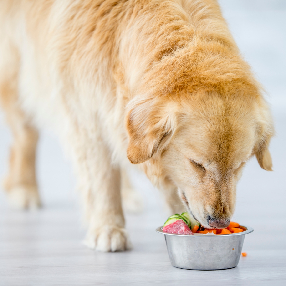 The Ingestion of Cucumbers May Pose a Threat to Dogs.