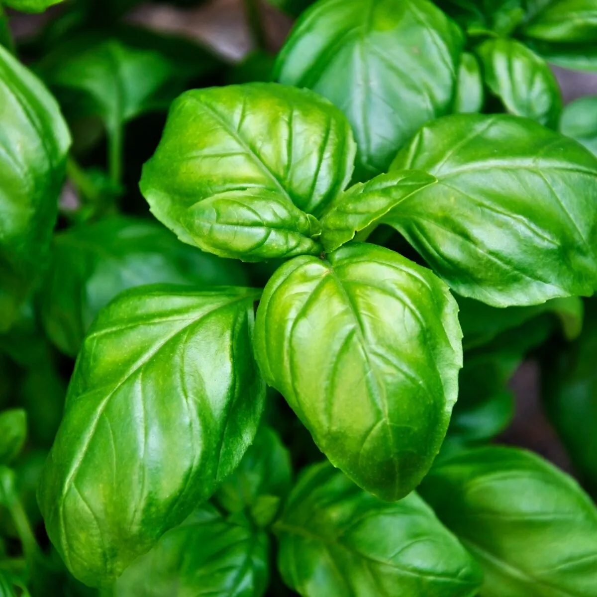 Basil (June-August) (June-August)